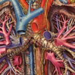 Medical Atlas Written by a Nazi Doctor Is Still Used by Surgeons Today